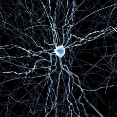 neuron