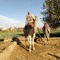 Amr Hamza