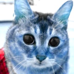 meowzer5