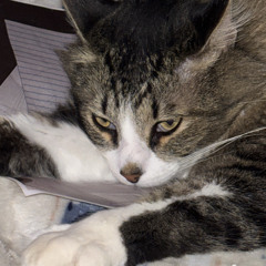 meowster