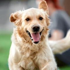 띵곡을보면짖는개