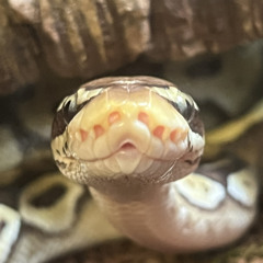 jpython