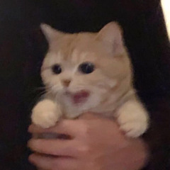 tri
