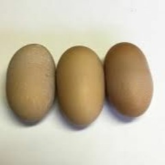 実験とマルメロ