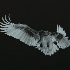 vultures archive (@____vultures)