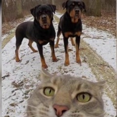 Тимоха