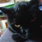 tybalt