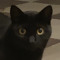 gattoboy23