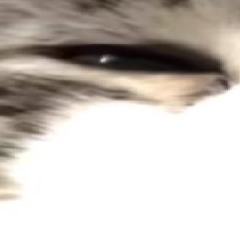 shasocure