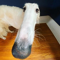 Амир Купешов