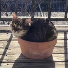 Rosa Cristina Fernandes