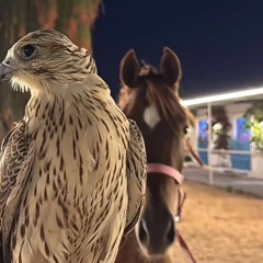 محمد ال علي