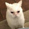 datcatski