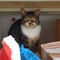 Alperen Demirkaya (The Cosmic Cat)