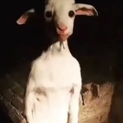 TheGoatThatWillHauntYourDreams