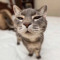 icravemeowmix