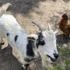 Kathi
