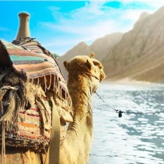 أحلام