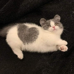chlöe ♡