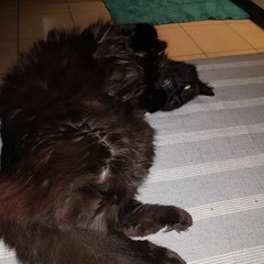 Francesca