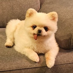 문어