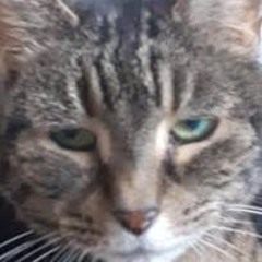 nhung chang trai hoa nha