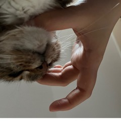 snzka