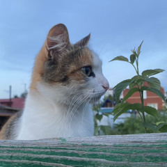 kushi