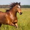 ward_callaerts