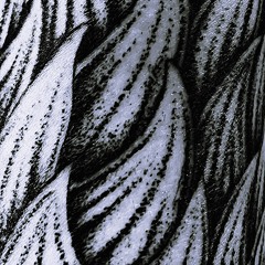 platinumrecollection