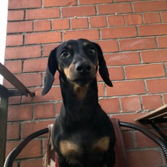 niga dog