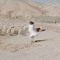 شُموخ.