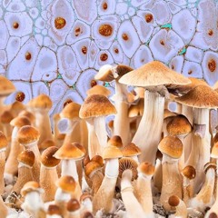 GoldenTeacher