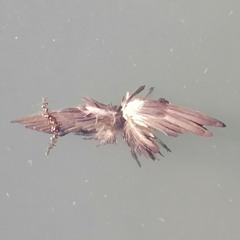 Immagina una notte a Teheran