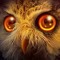 Stoned_Owl