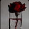 suttly rosebud