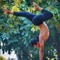 shivaholic_yogi