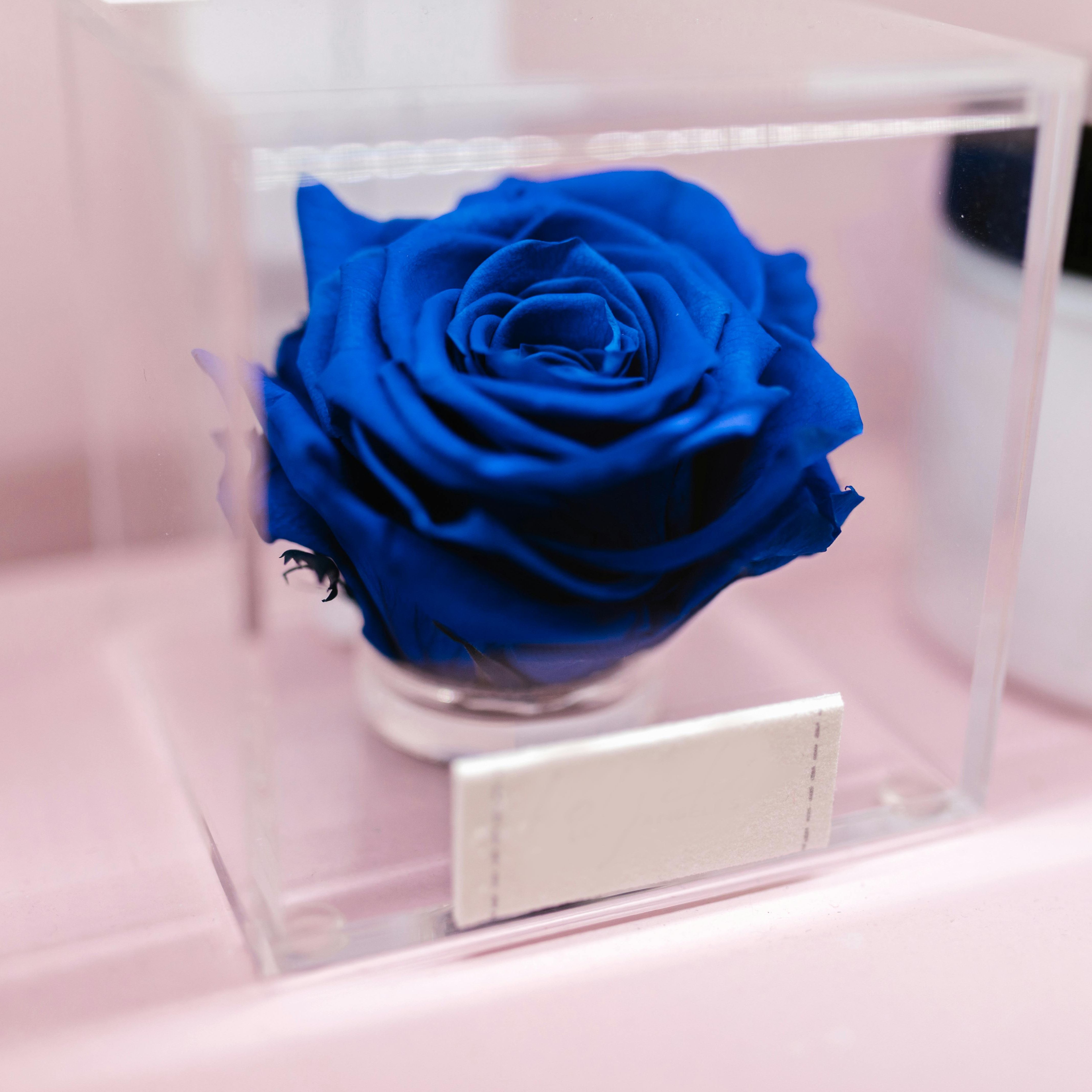 Blue Rose