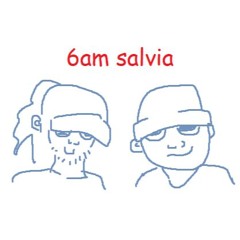 6 AM Salvia