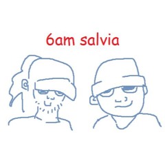 6 AM Salvia
