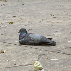 Ryoya (Trash-Bサブ)