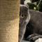 котік