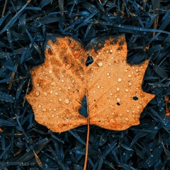 The Winter