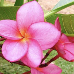 Flor de Jasmim