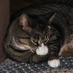 meochanbaka