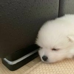 이성령