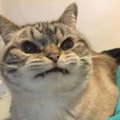 thỏ