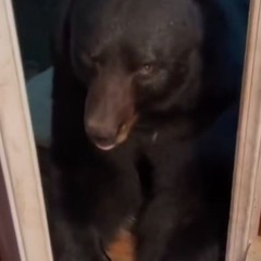 hi