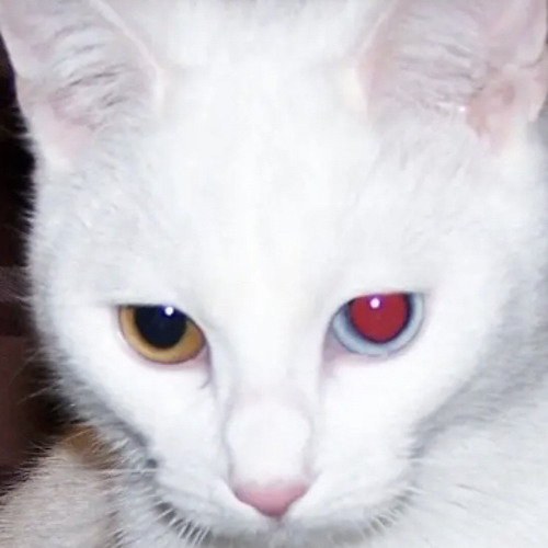 Fire In Her Eyes - The Lowdown Drifters