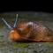 The Slug